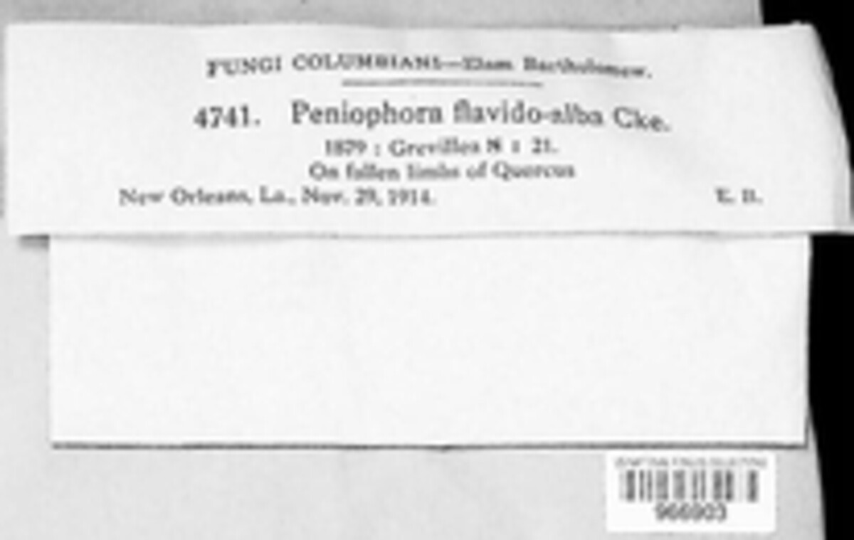 Phlebiopsis flavidoalba image